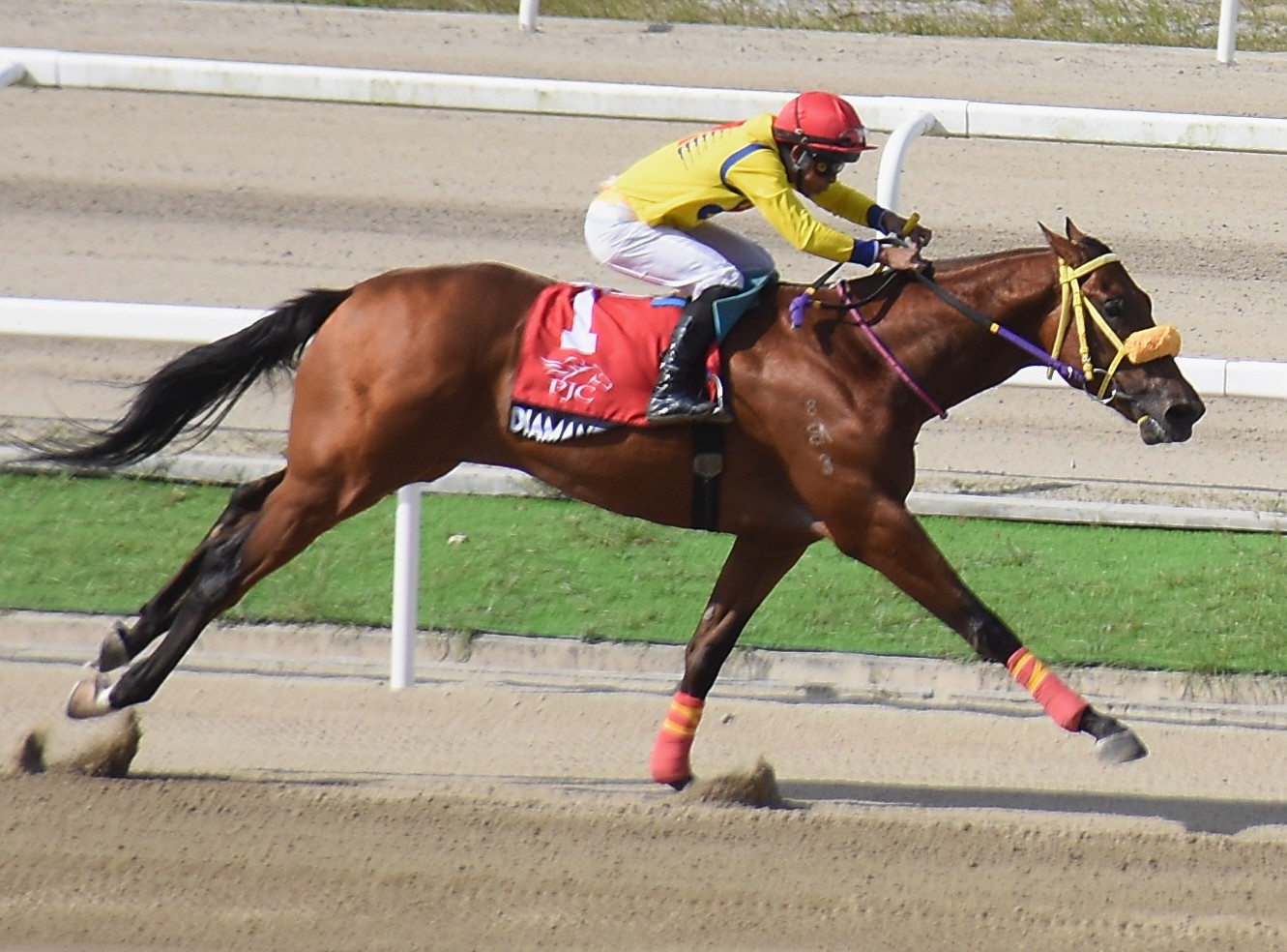 “More than 90% of Catastrophic injuries in Racehorses are a Result of Pre-existing Conditions “– Steve Wood.